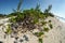 Young Manchineel tree on sandy beach