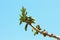 Young Manchurian walnut leaves on blue sky background