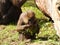 Young mandrill playing with a wooden stick