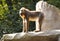 A young mandrill standing on the top of rock and he showing us how greatest is he