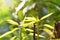 Young mango leaf growth from trunk in garden