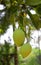 Young mango on tree.