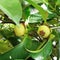 Young mangosteen fruit, This fruit is in our area, Indonesia, Padang, West Sumatra, I took this picture in 2022, July 06