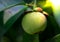 Young mangosteen, green mangosteen on the leaves background