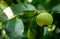 Young mangosteen, green mangosteen on the leaves background