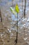 A young mangrove growing in the mud in a tropical mangrove forest reforestation project