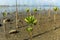 Young mangrove growing from salty water on supporting roots, at low tide.