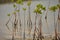 Young mangrove growing from salty water on supporting roots, at low tide