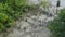 Young mangrove plant growing in the muddy beach.