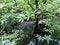 A young mangrove tree grows in a swamp in southern Thailand