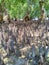 Young mangrove trees in Cristo Rei beach, Timor-Leste.