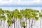 Young mangrove trees growing