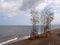 Young mangrove trees left on the seashore due to inundation by a strong typhoon storm