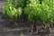 Young mangrove trees to be preserved to ensure the habitat of numerous aquatic species. Environment protection background.