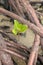 Young mangrove. A young sprout of mangroves in the safety of the roots of other mangrove shrubs. Close up of small Red Rhizophora