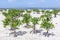 Young mangroves on beach