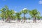 Young mangroves on beach