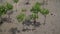 Young mangroves in Ca Mau sea 03, mangrove areas