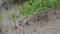 Young mangroves in Ca Mau sea, mangrove areas