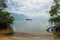 Young Mangroves off the Coast of Koh Pha Ngan, Thailand