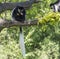 Young Mantled guereza monkey also named Colobus guereza eating fruits sitting on tree branch, natural sunlight, copy