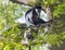 Young Mantled guereza monkey also named Colobus guereza sitting on tree branch, natural sunlight, copy space