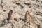 Young manâ€™s feet covered with sand on a beach. doing stretching on a sandy beach. Body parts. Summer vacation.