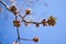 Young Maple buds on the background of blue sky. Beautiful spring scene