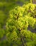 Young maple leaves in spring bloom