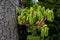 Young maple sprouts growing on tree trunk.