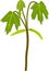 Young maple tree (Acer platanoides)