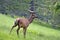 Young maral in a clearing in the mountains