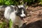 Young Marble Fox (Vulpes vulpes) Closeup