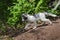 Young Marble Fox (Vulpes vulpes) Stalks Away from Den