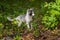 Young Marble Fox (Vulpes vulpes) Stands in Greenery