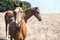 Young mare horses grazing on meadow