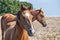 Young mare horses grazing on meadow