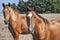 Young mare horses grazing on meadow