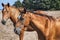 Young mare horses grazing on meadow