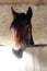 young mare of red color hair on his forehead stands in a enclosure indoor. soft, sensitive nose.