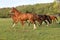 Young mares and foals running across the pasture