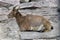 Young markhor 4