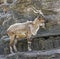 Young markhor male 1