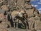 Young markhor on the rock 3