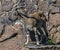 Young markhor on the rock 5