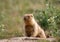 Young marmot