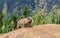 Young marmot on alpine meadow