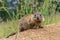 Young marmot on alpine meadow