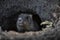 Young marmot on looks out of a burrow