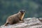 Young Marmot Perched on Smooth Rock
